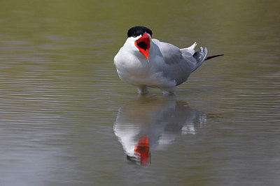 BUITEN BEELD Foto: 105935