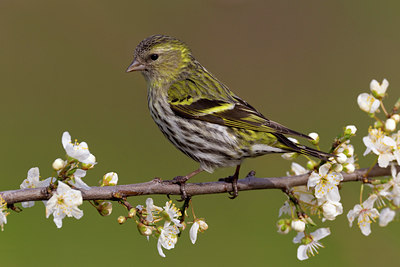 BUITEN BEELD Foto: 105937