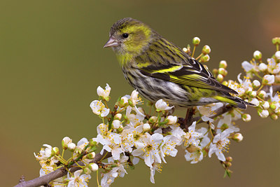 BUITEN BEELD Foto: 105940