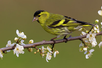BUITEN BEELD Foto: 105947