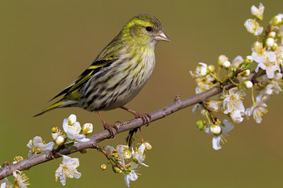 BUITEN BEELD Foto: 105949