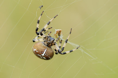 BUITEN BEELD Foto: 105981