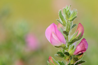 BUITEN BEELD Foto: 105985