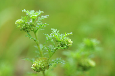 BUITEN BEELD Foto: 106023