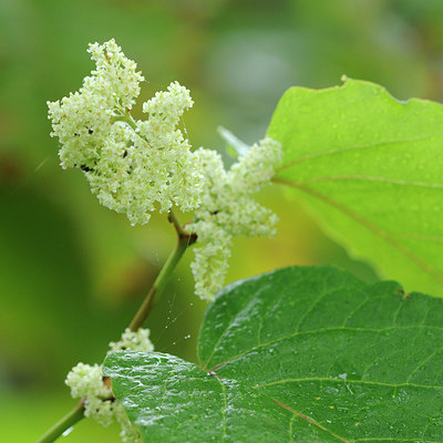 BUITEN BEELD Foto: 106024