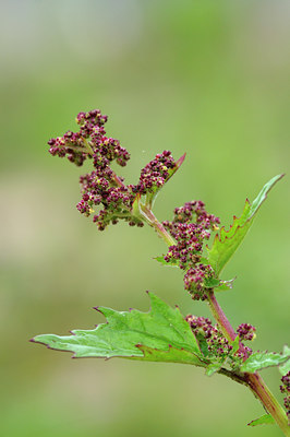 BUITEN BEELD Foto: 106034