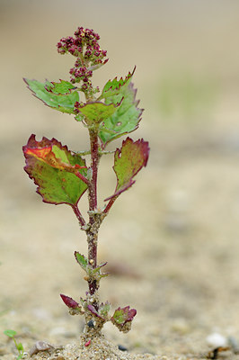 BUITEN BEELD Foto: 106035