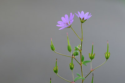 BUITEN BEELD Foto: 106047