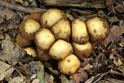 BUITEN BEELD Foto: 106056