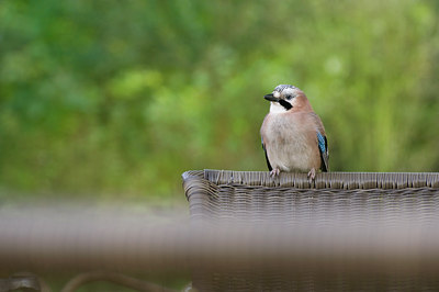 BUITEN BEELD Foto: 106069