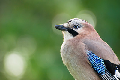 BUITEN BEELD Foto: 106072
