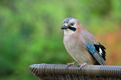 BUITEN BEELD Foto: 106076