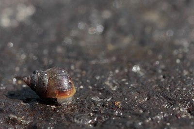 BUITEN BEELD Foto: 106087