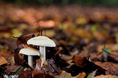 BUITEN BEELD Foto: 106145