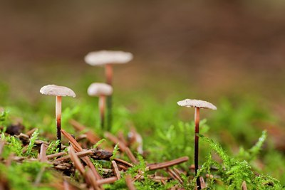 BUITEN BEELD Foto: 106165