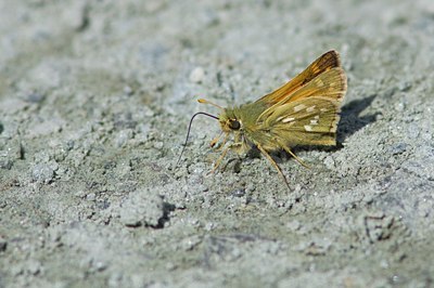 BUITEN BEELD Foto: 106199