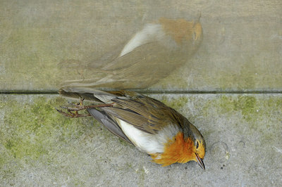 BUITEN BEELD Foto: 106201