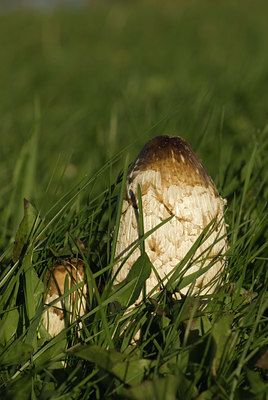 BUITEN BEELD Foto: 106202