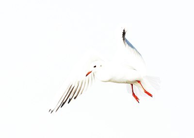 BUITEN BEELD Foto: 106216