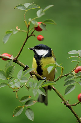 BUITEN BEELD Foto: 106220