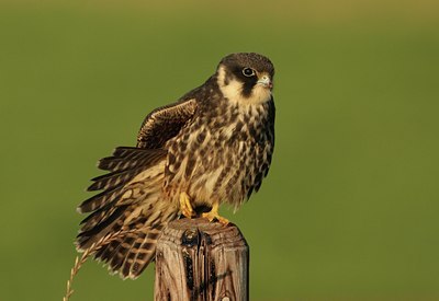 BUITEN BEELD Foto: 106234
