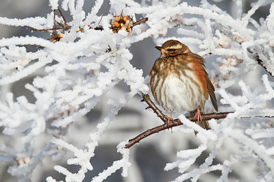 BUITEN BEELD Foto: 106237