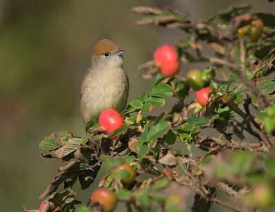 BUITEN BEELD Foto: 106252