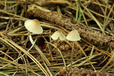 BUITEN BEELD Foto: 106278