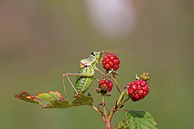 BUITEN BEELD Foto: 106292