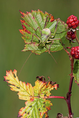 BUITEN BEELD Foto: 106299