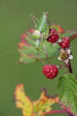 BUITEN BEELD Foto: 106315