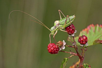 BUITEN BEELD Foto: 106317