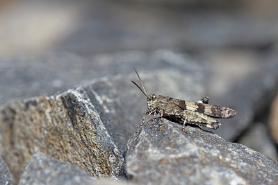 BUITEN BEELD Foto: 106320