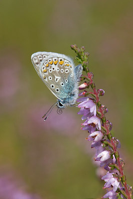 BUITEN BEELD Foto: 106345