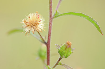 BUITEN BEELD Foto: 106349