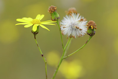 BUITEN BEELD Foto: 106351