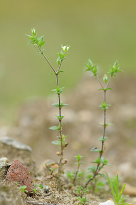 BUITEN BEELD Foto: 106355