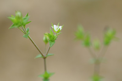 BUITEN BEELD Foto: 106356