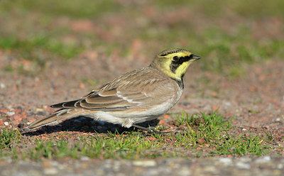 BUITEN BEELD Foto: 106371
