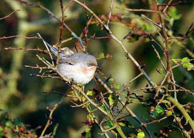 BUITEN BEELD Foto: 106376