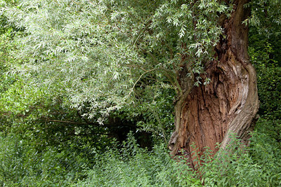 BUITEN BEELD Foto: 106416