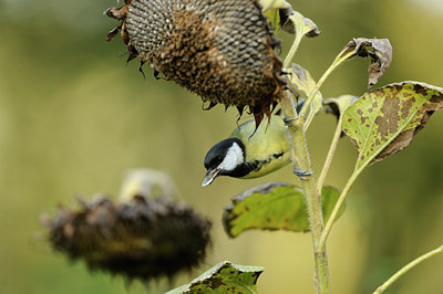 BUITEN BEELD Foto: 106462