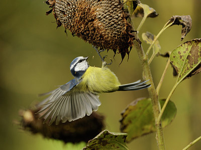 BUITEN BEELD Foto: 106468