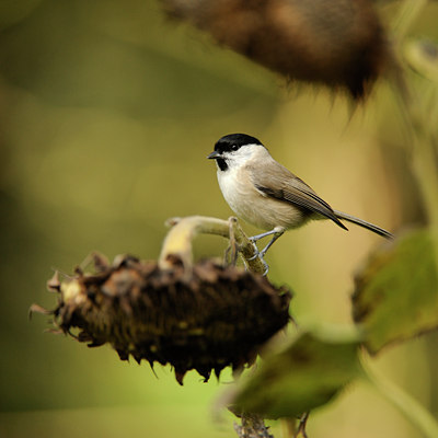 BUITEN BEELD Foto: 106470