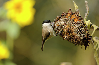 BUITEN BEELD Foto: 106473