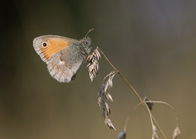 BUITEN BEELD Foto: 106483