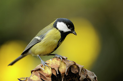 BUITEN BEELD Foto: 106491