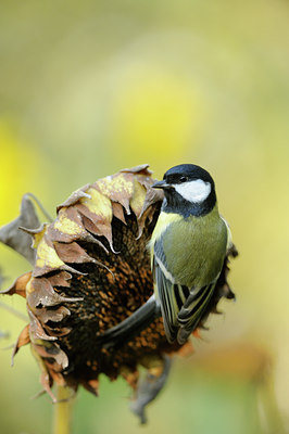 BUITEN BEELD Foto: 106495