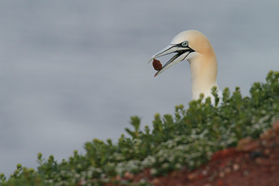 BUITEN BEELD Foto: 106566