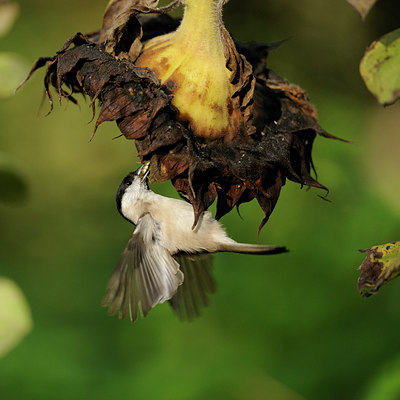 BUITEN BEELD Foto: 106644